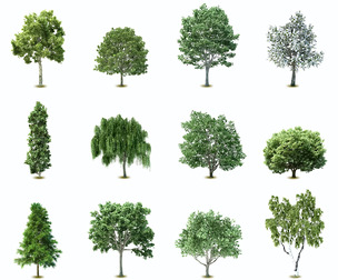 Collection of 12 Diverse Green Trees, Vertor EPS file