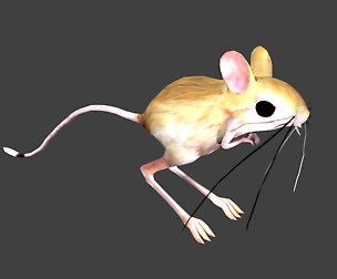 Jerboa