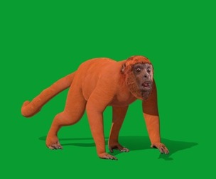 Howler Monkey