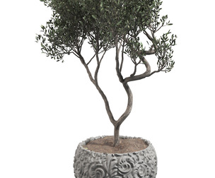 olive tree in concrete pot plant