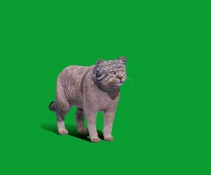 Pallas Manul Cat Breed