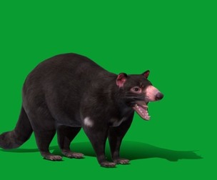 Tasmanian Devils