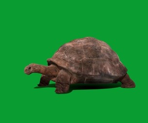 Galapagos Giant Tortoise