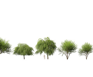 (HighPoly+LowPoly) Prosopis chilensis - Chilean mesquite