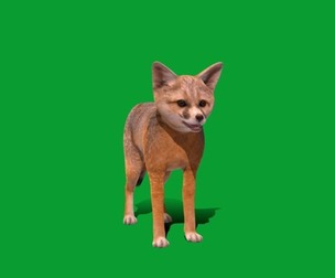 Kit Fox