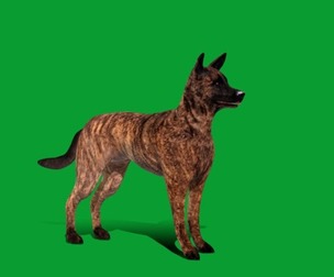 Dutch Shepherd Dog