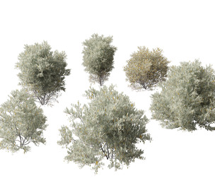 (HighPoly+LowPoly) Simmondsia chinensis – goat nut
