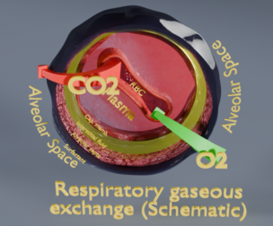 Respiratory Lung Gas Exchange Schematic