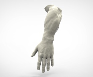 Realistic Human Hand