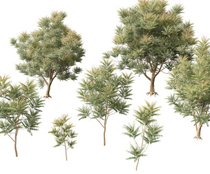 (HighPoly+LowPoly) Azadirachta indica – neem tree