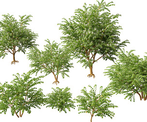 (HighPoly+LowPoly) Bauhinia acuminata - Dwarf White Orchid Tree
