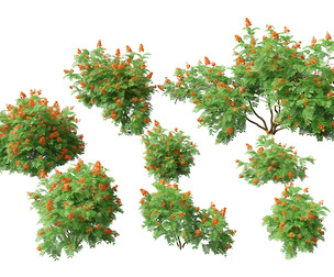 (HighPoly+LowPoly) Caesalpinia Pulcherrima – Peacock Flower