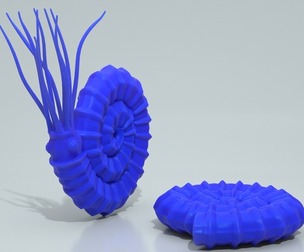 Ammonite - Ammonoids print
