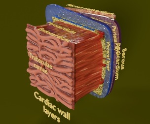 Heart Cardiac Wall Layers