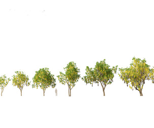 (HighPoly + LowPoly) Cassia fistula - golden shower tree
