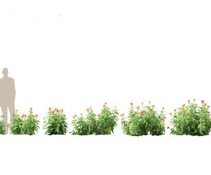 (HighPoly+LowPoly) Crossandra infundibuliformis - Firecracker Flower
