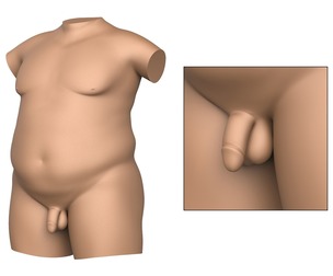 3D Print Ready Fat Man Torso With Penis