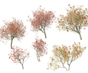 (HighPoly+LowPoly) Erythrina variegata - Indian Variegated Coral Tree