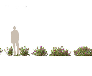 (Highpoly+Low Poly) Impatiens balsamina - Garden balsam