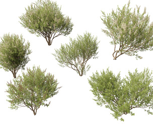 (Highpoly+Low Poly) Lawsonia Inermis - Henna Tree