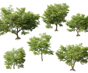 (HighPoly+LowPoly) Millettia pinnata - Indian beech 3D Model