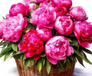 A bouquet of pink peonies
