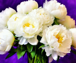 Bouquet of white peonies