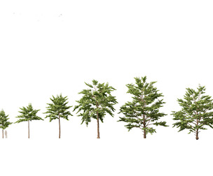 (Highpoly+Low Poly) Neolamarckia cadamba - Burflower-tree