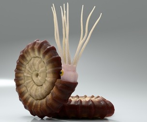 Ammonite - Ammonoids - simple