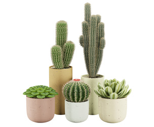 Cactus Set 001