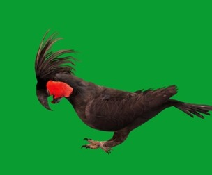 Black Palm Cockatoo Bird