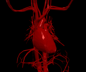 3D Model of Heart and Cardiovascular System
