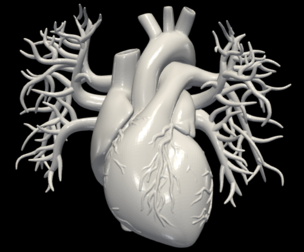 3D Model of Heart with Vessels