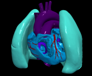 3D Model of Heart and Lungs