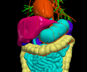 3D Model of Cardiovascular System, Thorax and Abdomen