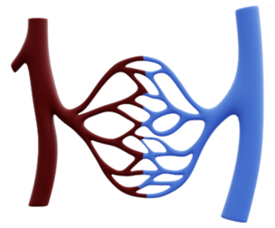 3D Model of Blood Circulation