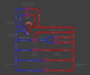 3D Model of Systemic Blood Flow - Diagram