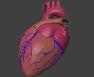 3D Model of Heart Anatomy