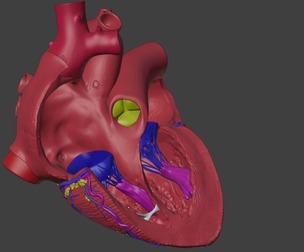 3D Model of Heart Interior Anatomy
