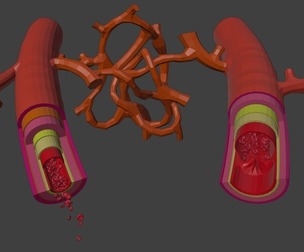 3D Model of Artery and Vein Anatomy