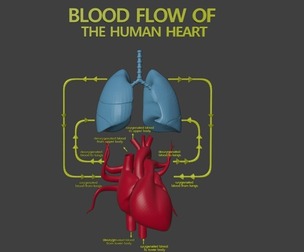 3D Model of Systemic Blood Flow - Diagram