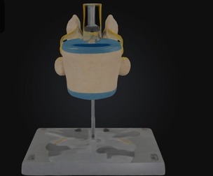 3D Model of Lumbar Vertebrae with Spinal Cord and Nerves