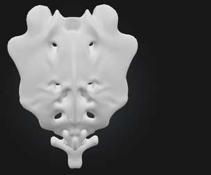 3D Model of Sacrum