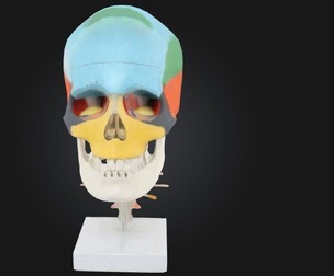 Didactic Skull on Cervical Vertebrae with Nerves and Arteries