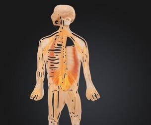 3D Model of Half Life-Size Nervous System Anatomy