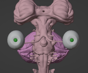 3D Model of Brain Stem and Cranial Nerves