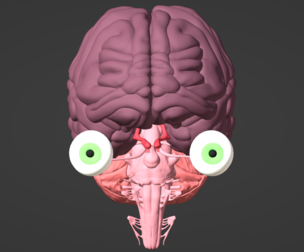 3D Model of Brain, Brain Stem and Eyes