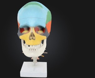 Didactic Skull on Cervical Vertebrae with Nerves and Arteries