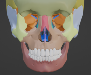 3D Model of Skull and Skull Bones