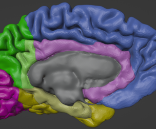 3D Right Brain Hemisphere Model
